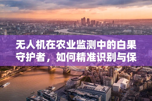 无人机在农业监测中的白果守护者，如何精准识别与保护？