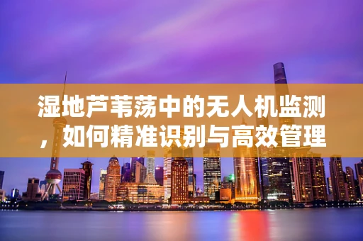 湿地芦苇荡中的无人机监测，如何精准识别与高效管理？