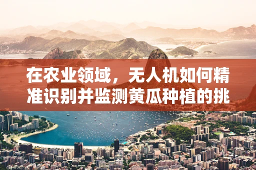 在农业领域，无人机如何精准识别并监测黄瓜种植的挑战？