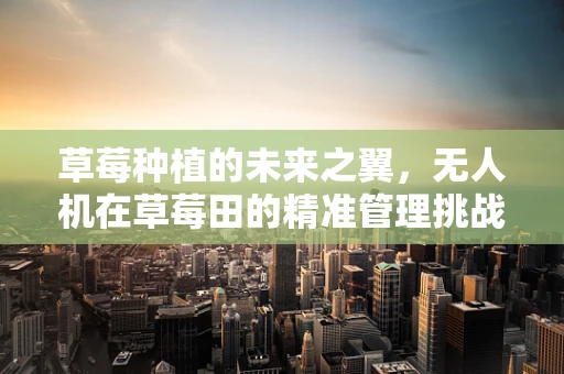 草莓种植的未来之翼，无人机在草莓田的精准管理挑战与解决方案
