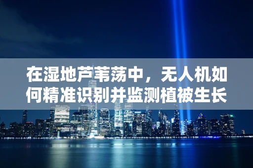 在湿地芦苇荡中，无人机如何精准识别并监测植被生长？