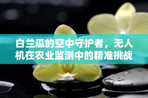 白兰瓜的空中守护者，无人机在农业监测中的精准挑战