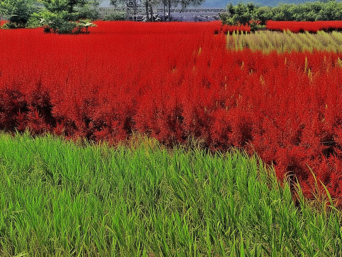 燃油三轮车与无人机，如何实现高效协同运输？